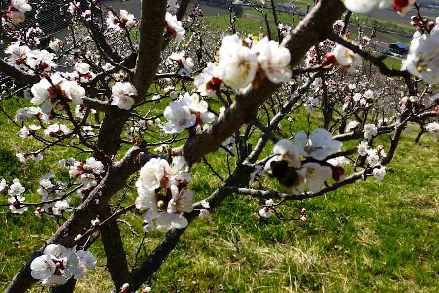 Frühling im Vinschgau in Südtirol