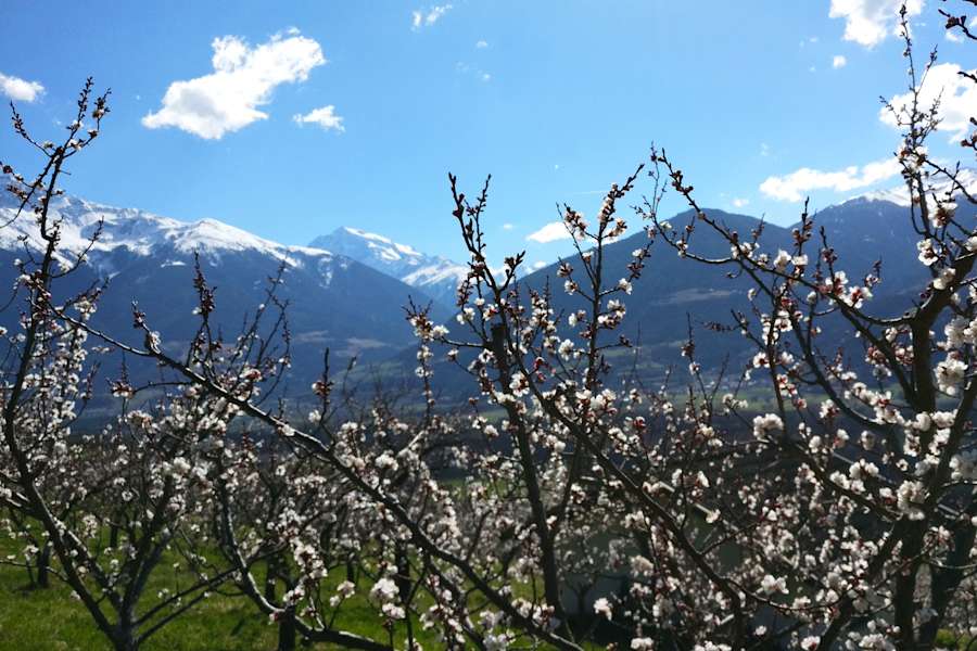 Frühling im Vinschgau in Südtirol