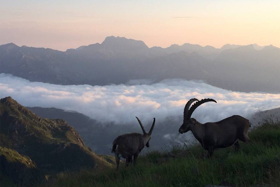 Auf die Wormser Hütte Mountainbike Montafon