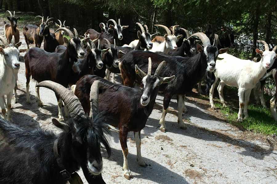 Meckernde Begleiter: Die Bündner Strahlenziegen.