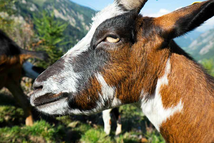 Helgas Alm: Ziege im Bergmahd