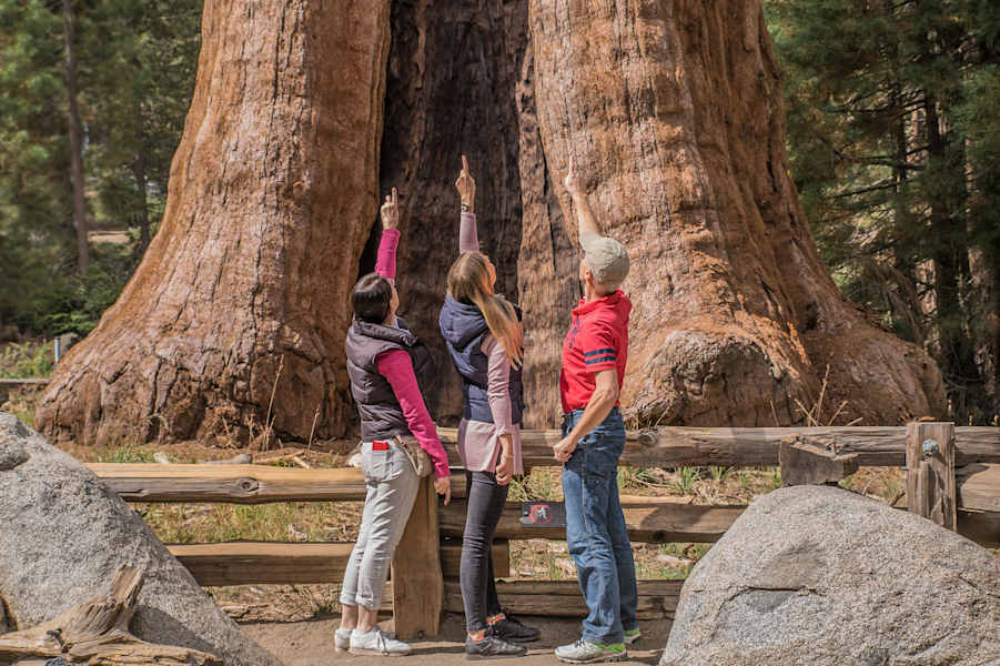 Mammutbäume Kalifornien Sierra Nevada