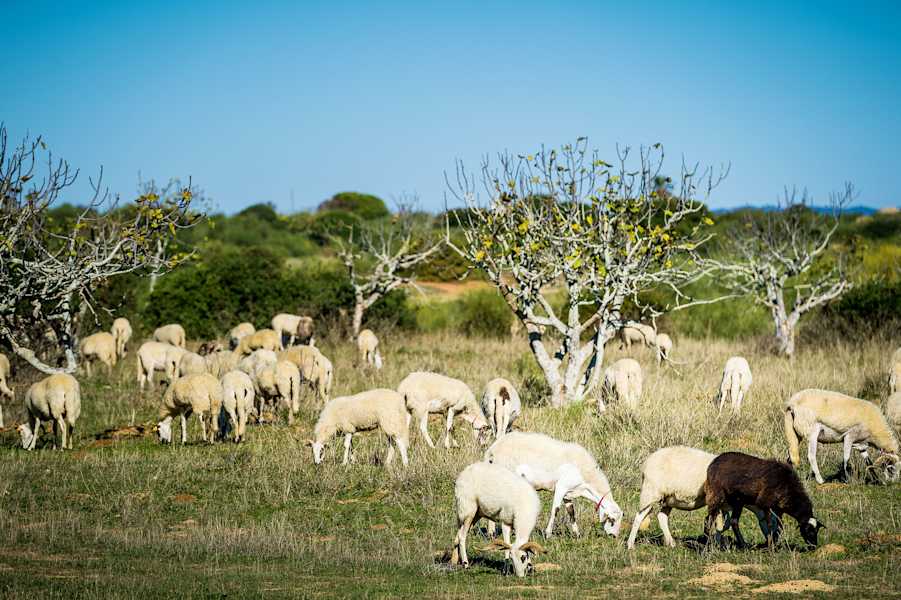 E-Bikes Algarve Portugal