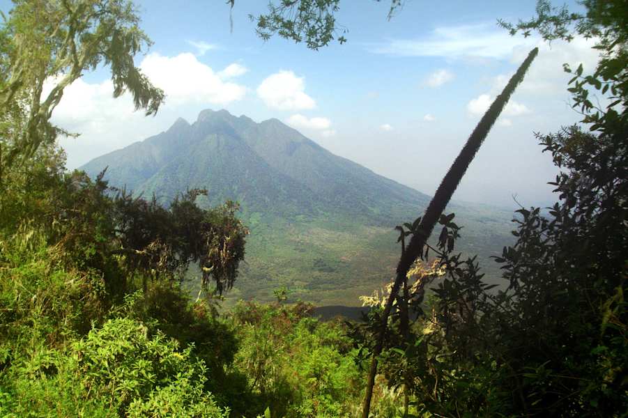 Virungas Berggorillas Reise