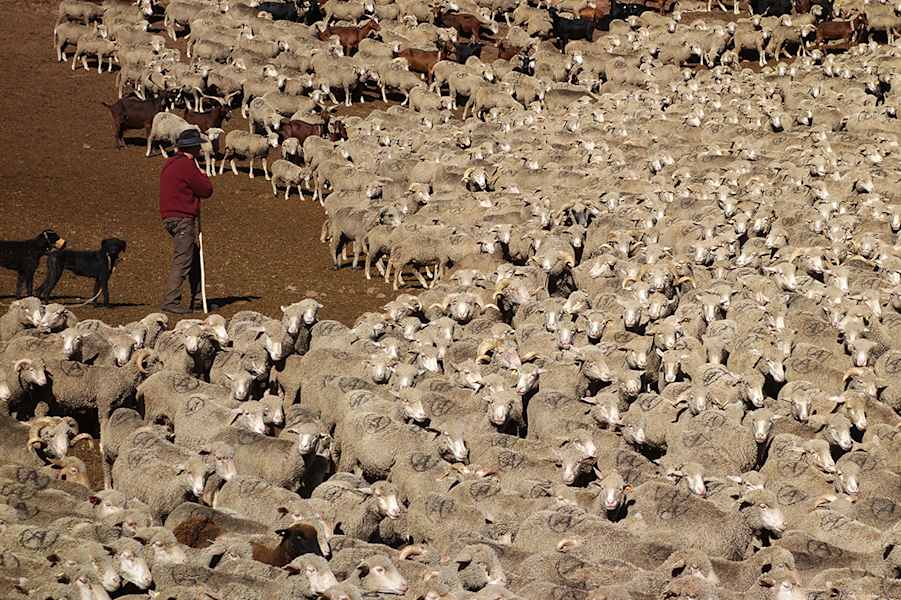 Hirten und Hirtenhunde teilen sich die Aufgabe des Hütens. Trifft man auf erstere, wird man meist in ein freundliches Gespräch verwickelt. Trifft man auf zweitere, gilt es rechtzeitig abzusteigen und Ruhe zu bewahren.