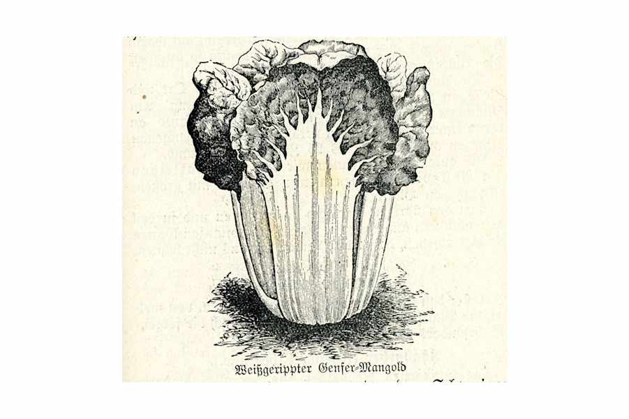 Skizze: Genfer Mangold