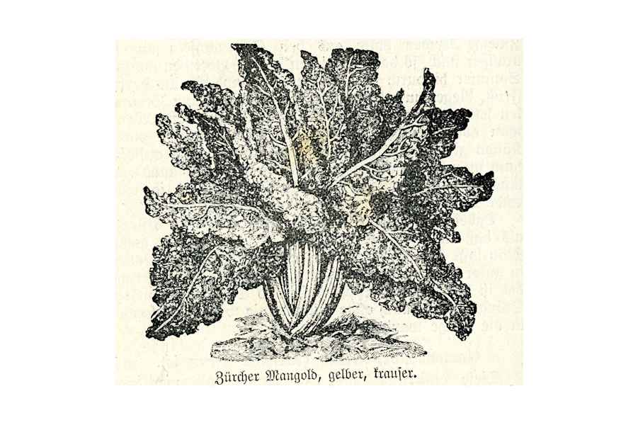 Skizze: Zürcher Mangold