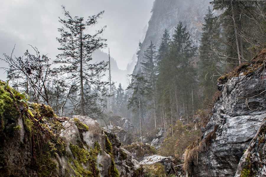Durch den mystischen Wald im Ennstal