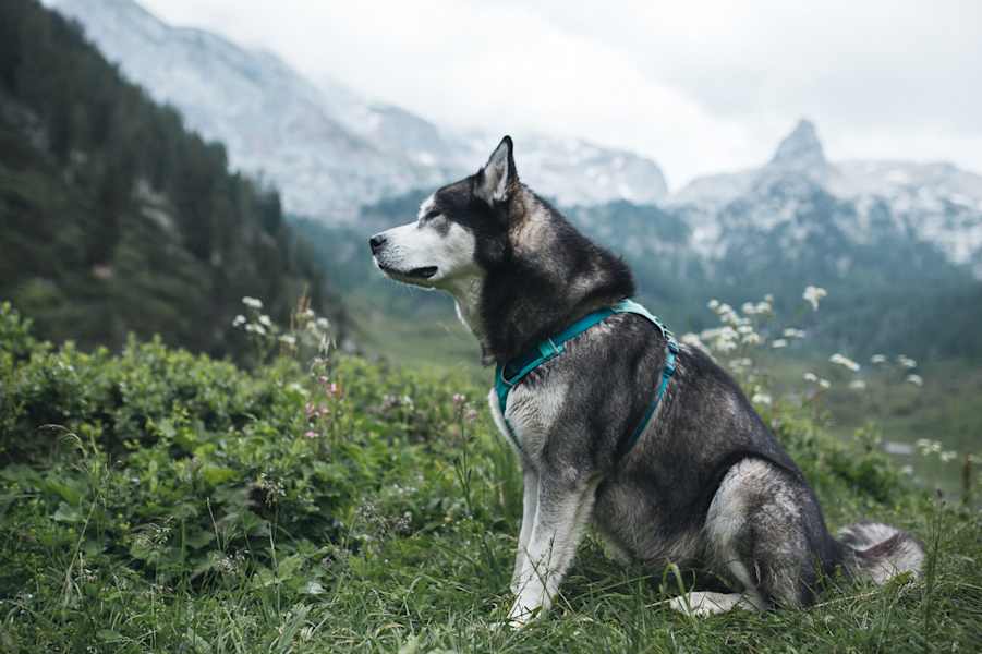 Hund auf Alpenüberquerung