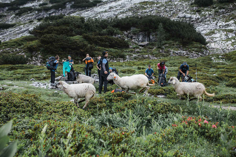 Schafe auf Alpenüberquerung