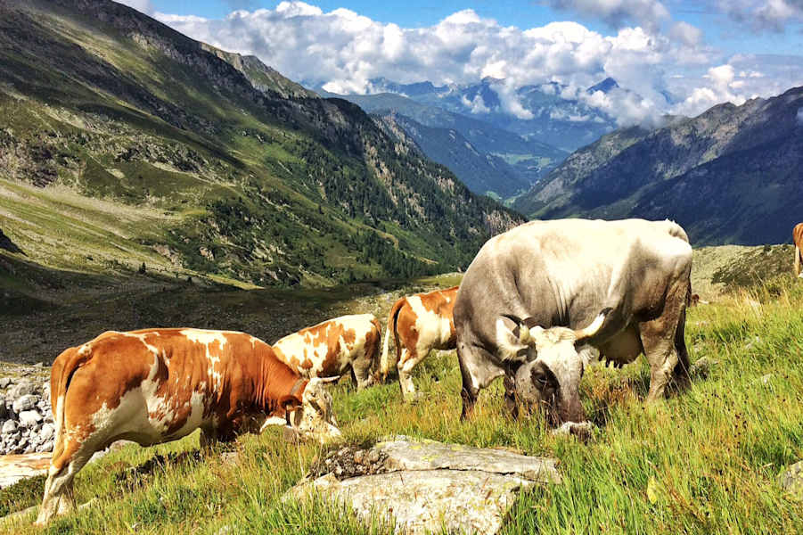Kühe im Valsertal in Tirol