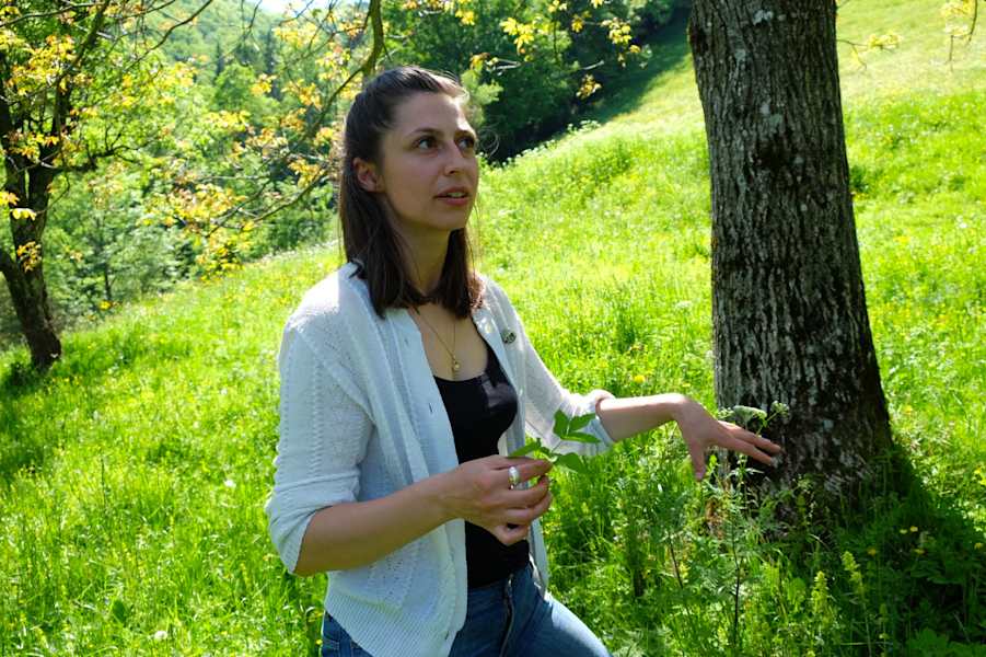 Kräuterwandern: Giersch