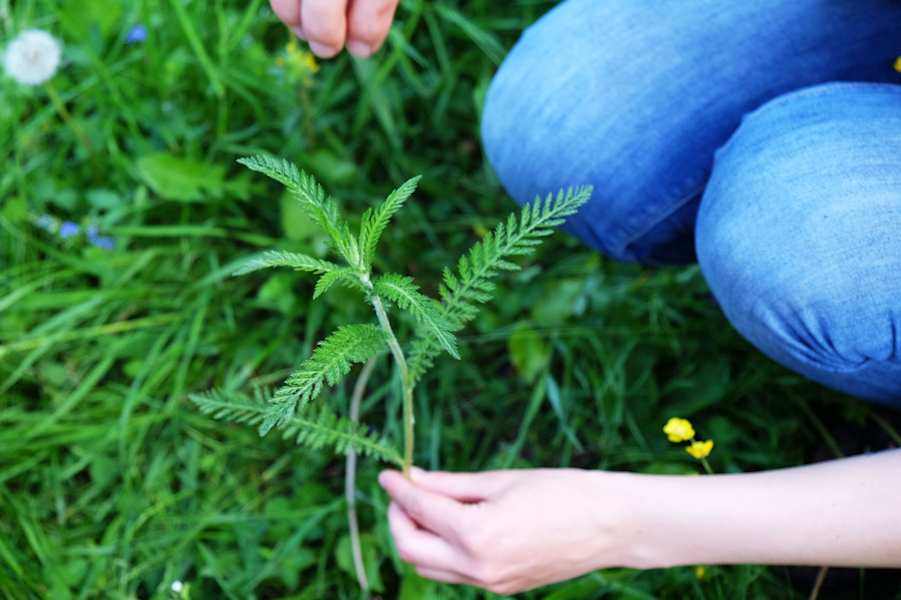 Kräuterwandern: Schafgarbe