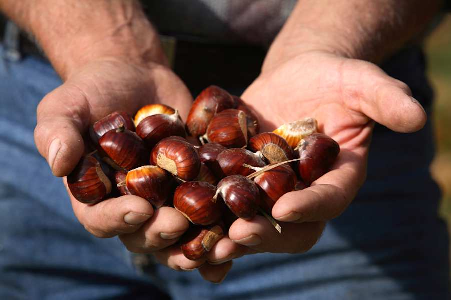 Südtiroler Gold: Kastanien