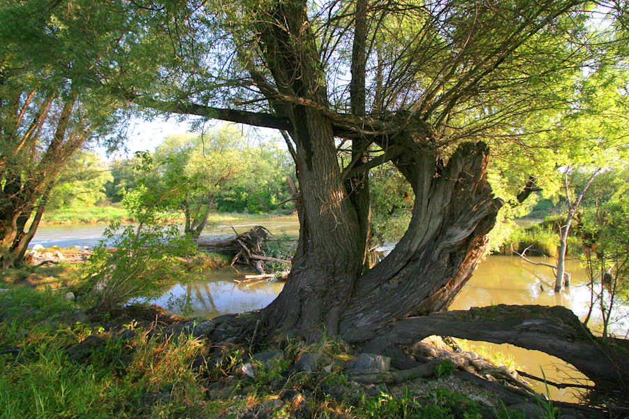 Alte Weide im Nationalpark Donau-Auen