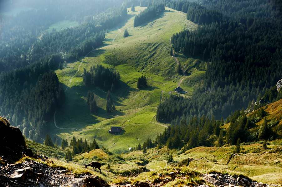 Steinbock am Pilatus in der Schweiz