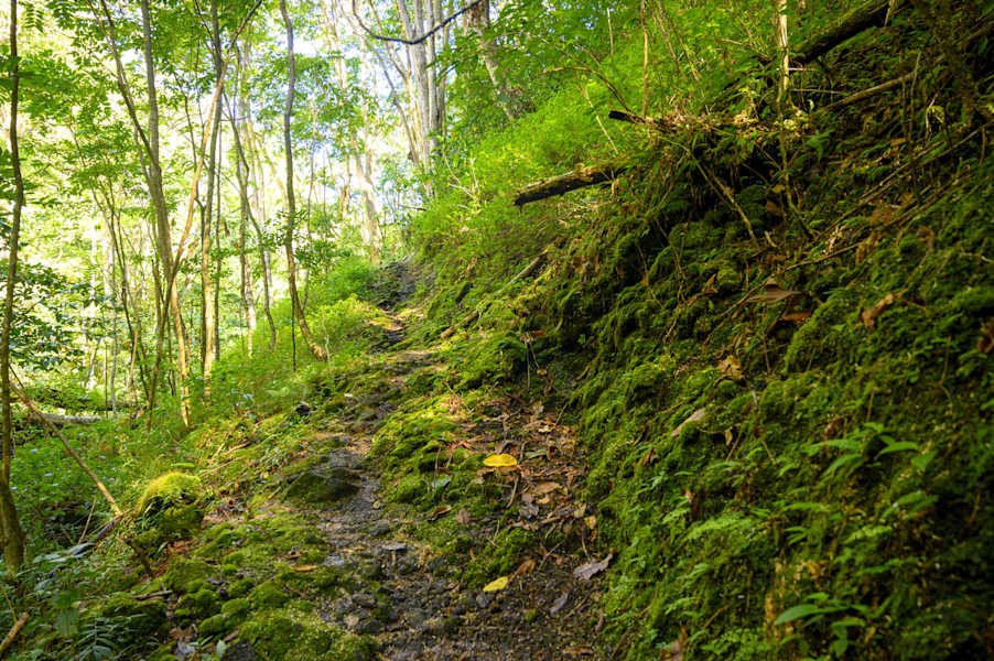 Waipi'o Valley Trail