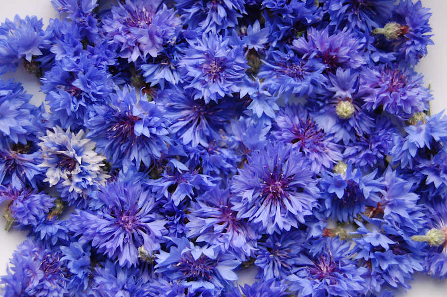 Die Kornblume trägt besonders schöne blau-violette Blütenblätter