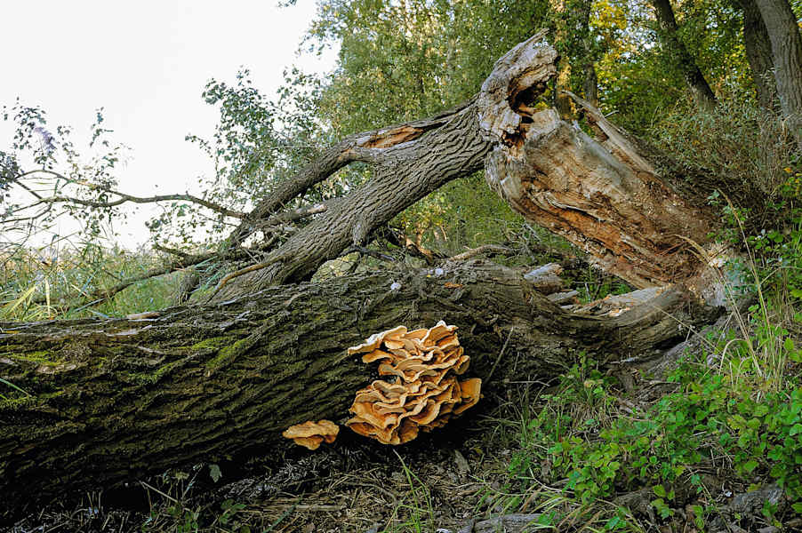 Nationalpark Donau-Auen