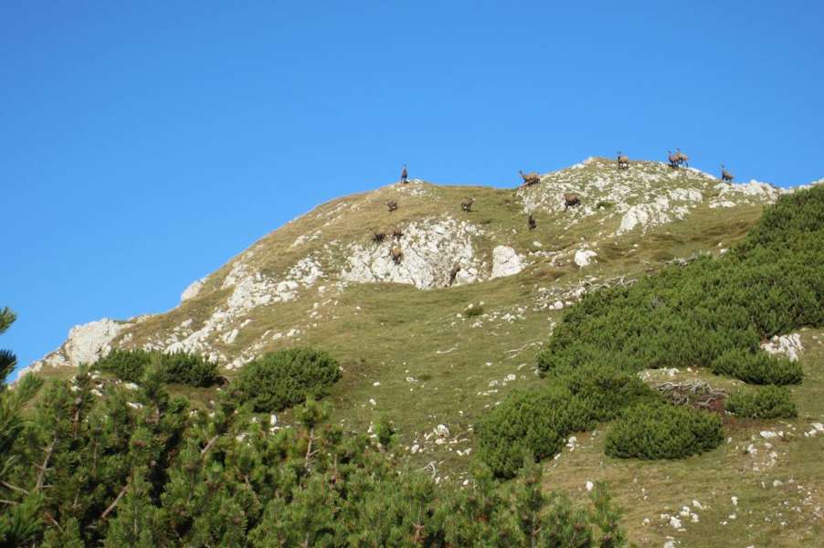 Gämsen am Jägersteig