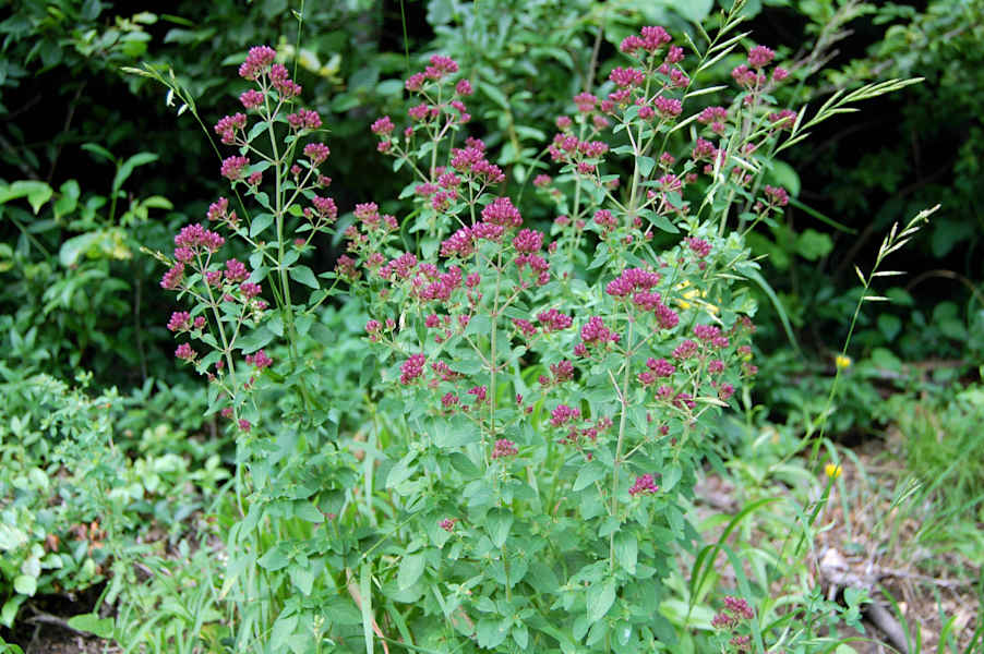 Quendel / wilder Thymian