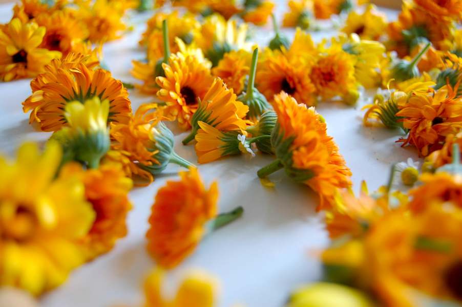 Die altbewährte Ringelblume