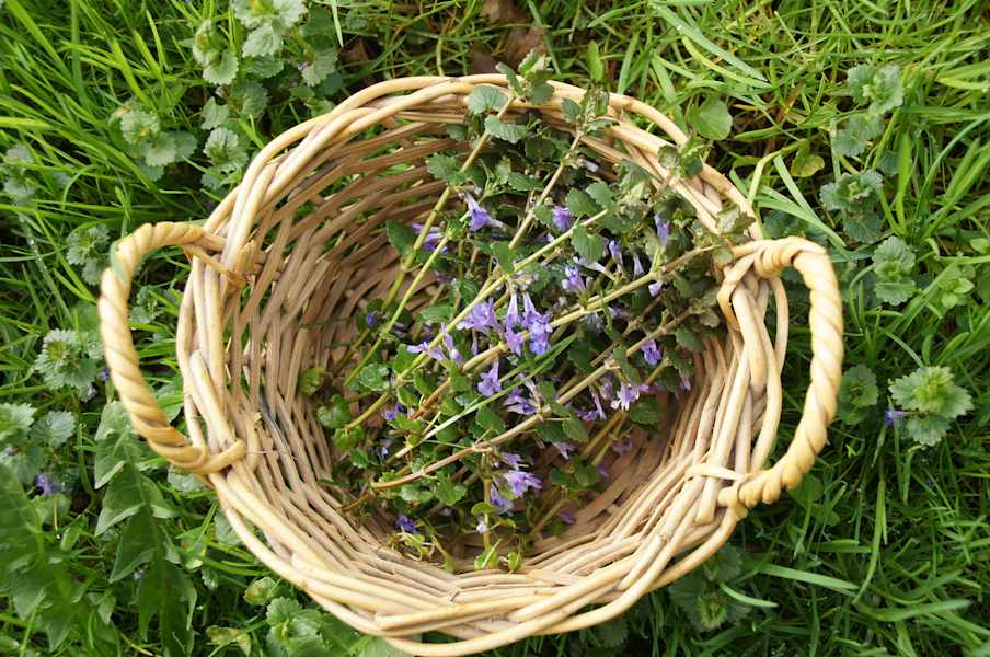 Selbstgemacht: Wilde Wiesenlimonade