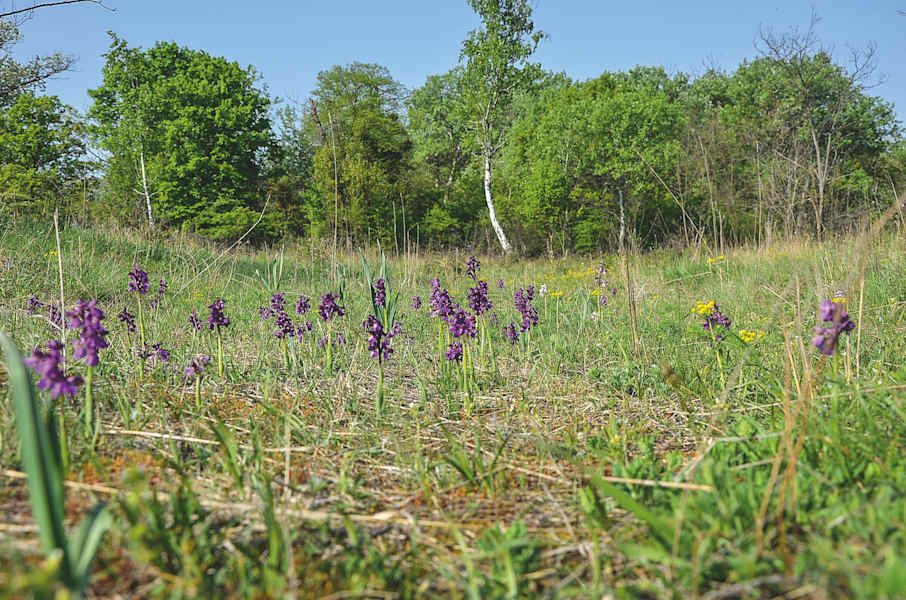 Heißlände in der Lobau