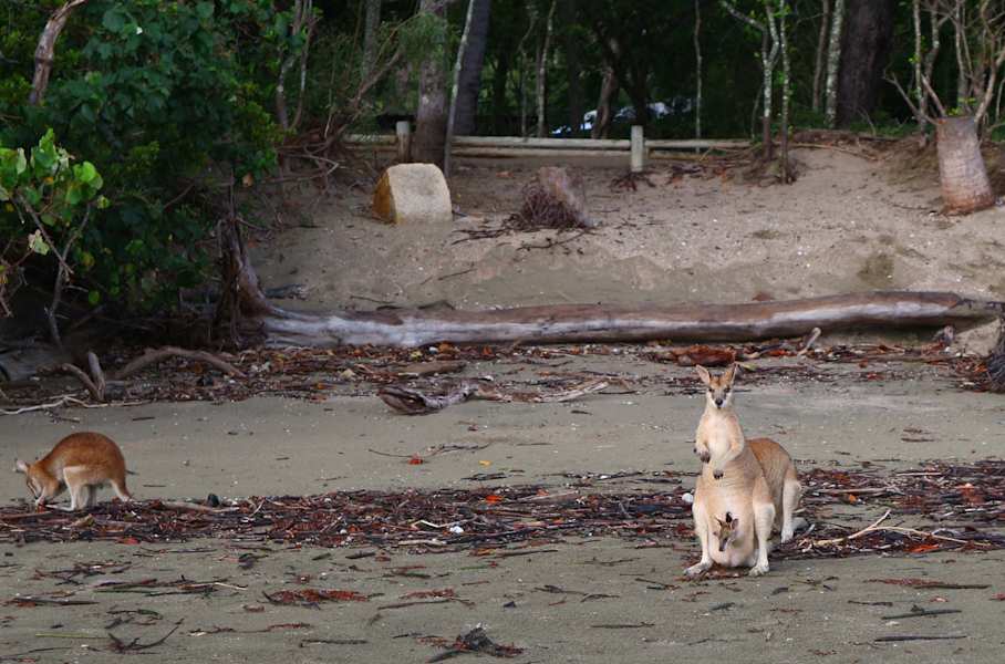 Reise Familie Australien Roadtrip