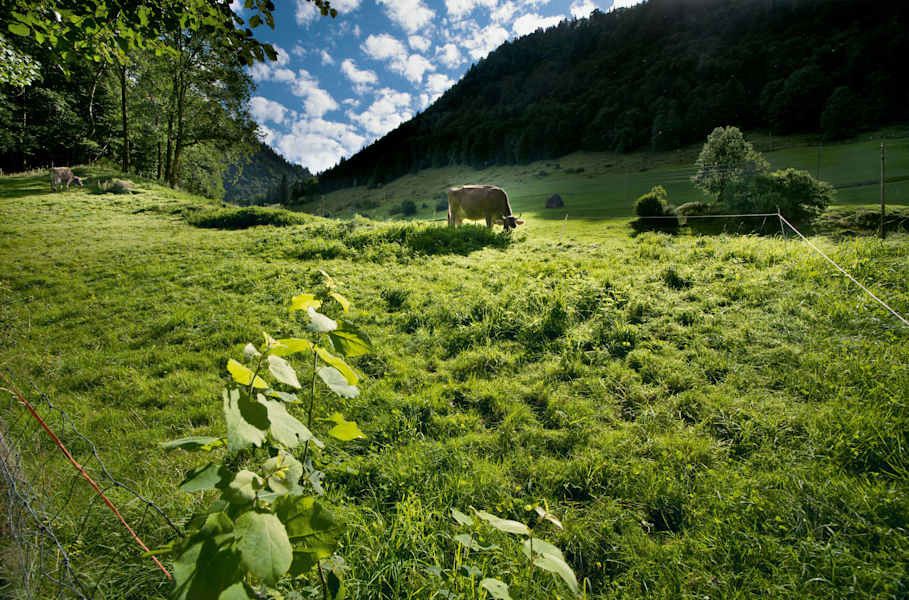 Entlebuch Kuh