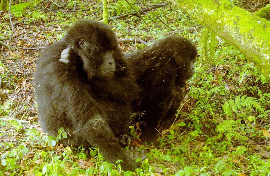Virungas Berggorillas Reise