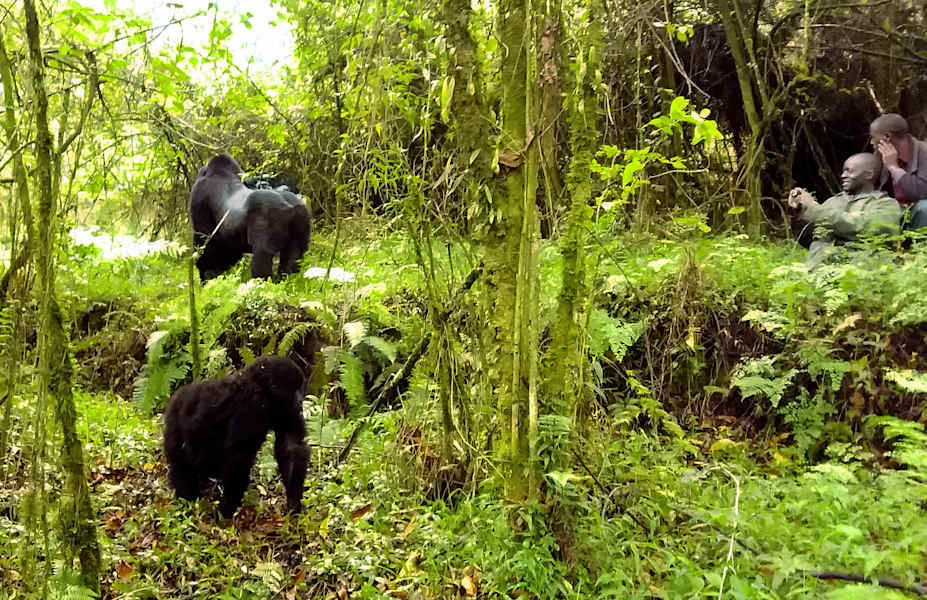 Virungas Berggorillas Reise