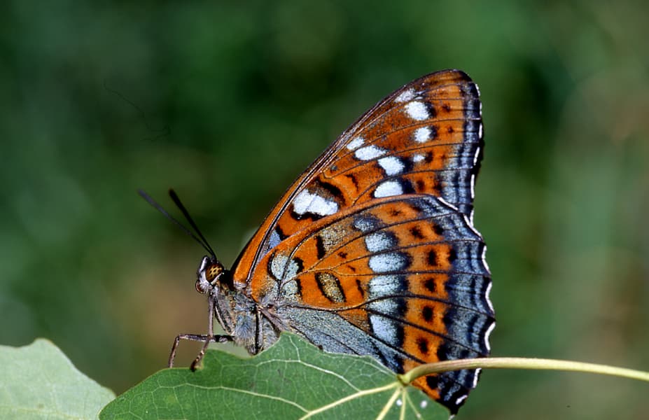 Großer Eisvogel (LImenitis Populi)
