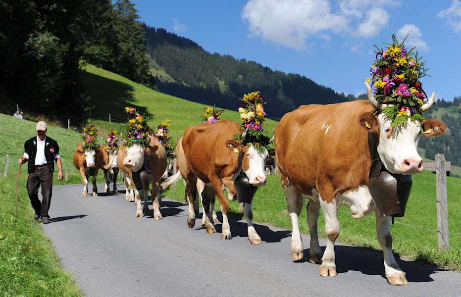 Simmental Alpabfahrt