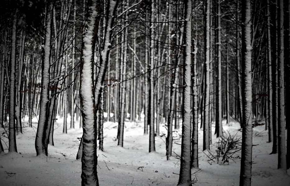 Tief verschneiter Wald im Bayerischen Allgäu