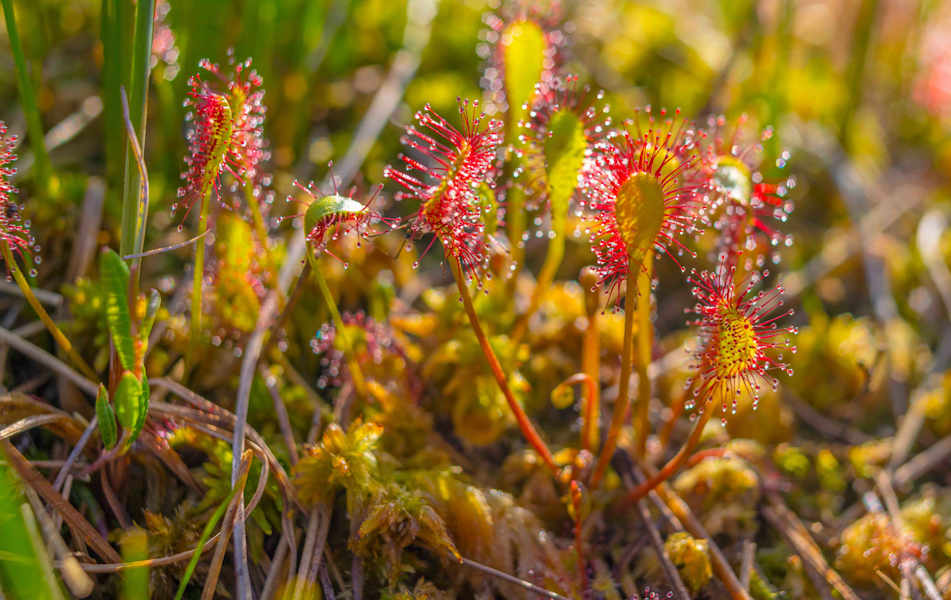 Den Sonnentau findet man auf Moorflächen.