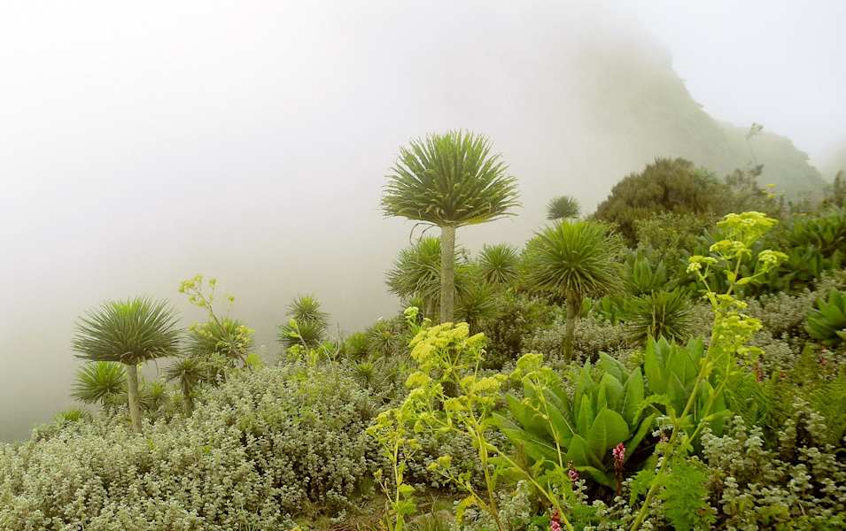 Virungas Berggorillas Reise