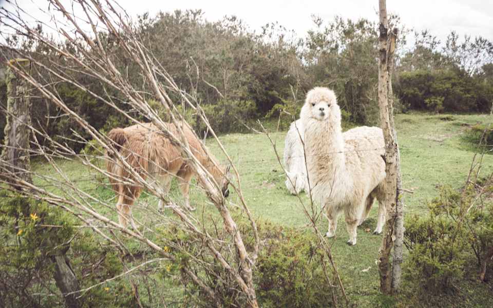 Alpakas in Ecuador
