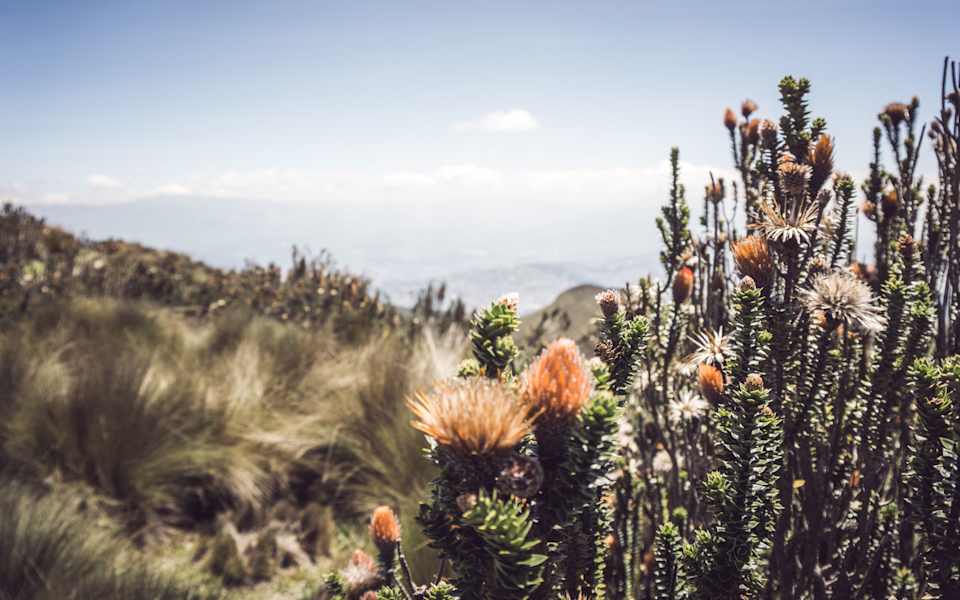 Flora und Fauna in Ecuador