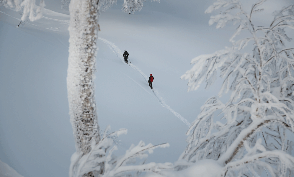 Skitourengehen in den lichten Birkenwäldern Japans