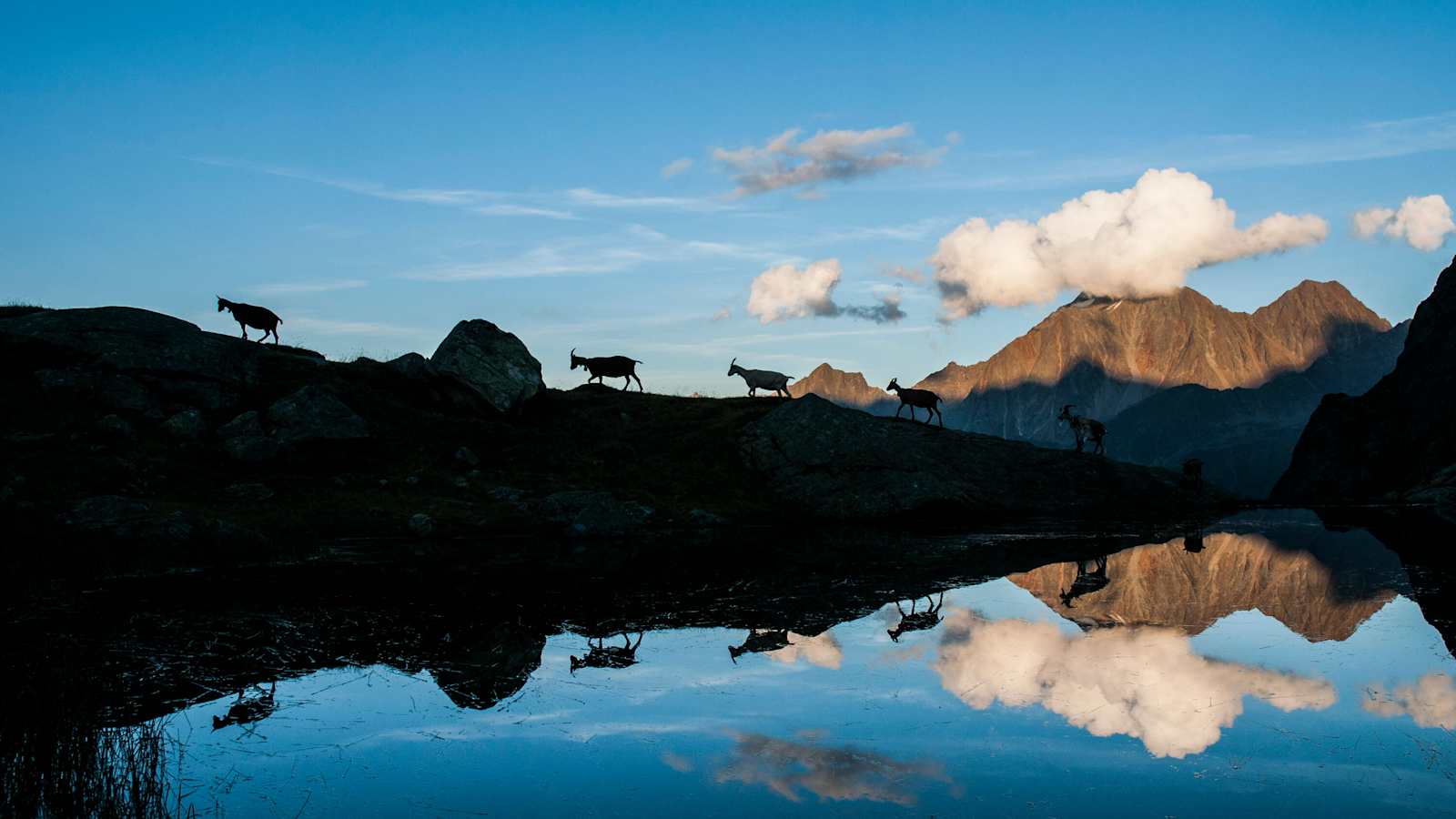 Auf ihrem abendlichen Heimweg kommen die Ziegen an diesem See nahe der Neuen Regensburger Hütte vorbei. Im Hintergrund ist der Habicht zu sehen