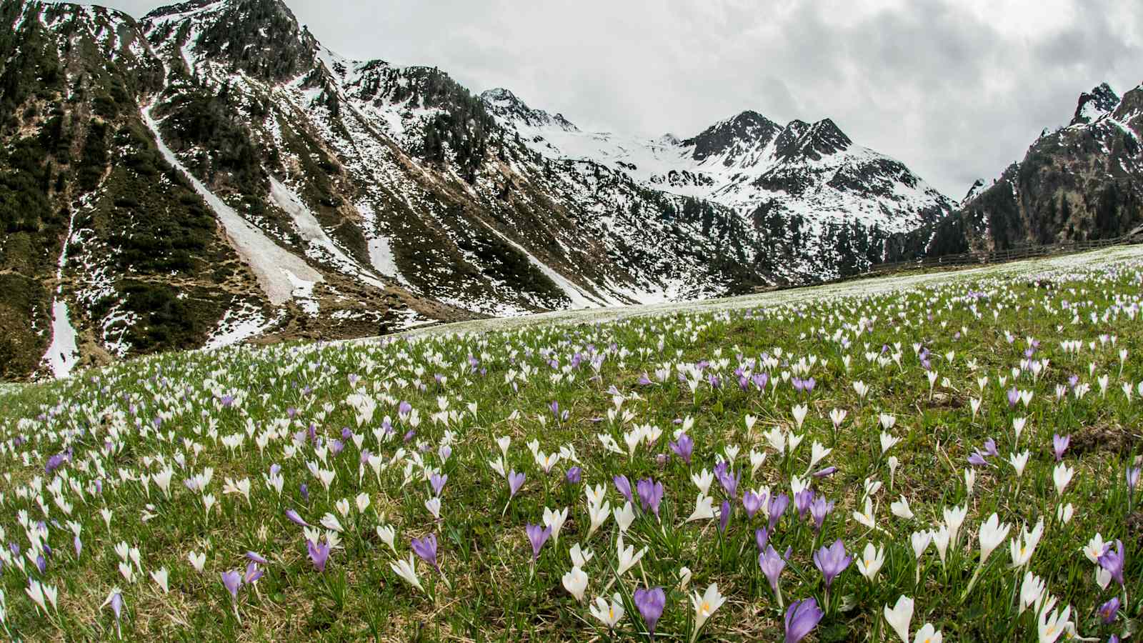 Ein Meer von Krokusblüten bedeckt im Frühling die Wiesen der Oberissalm