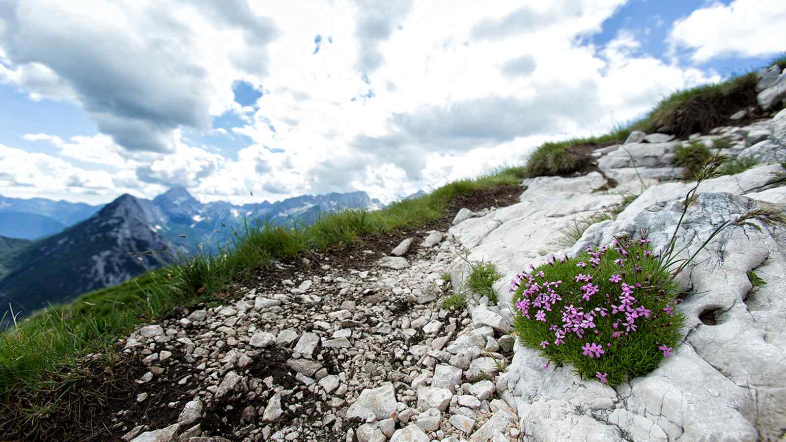 Schöne Blumen am Weg zum Prisojnik