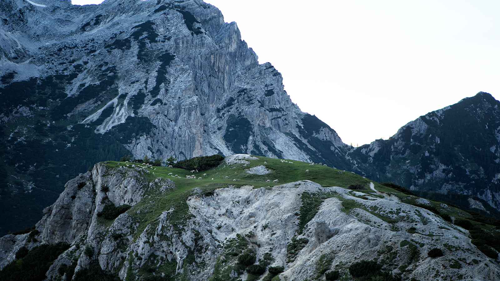 Grasende Schafe bei Sonnenuntergang