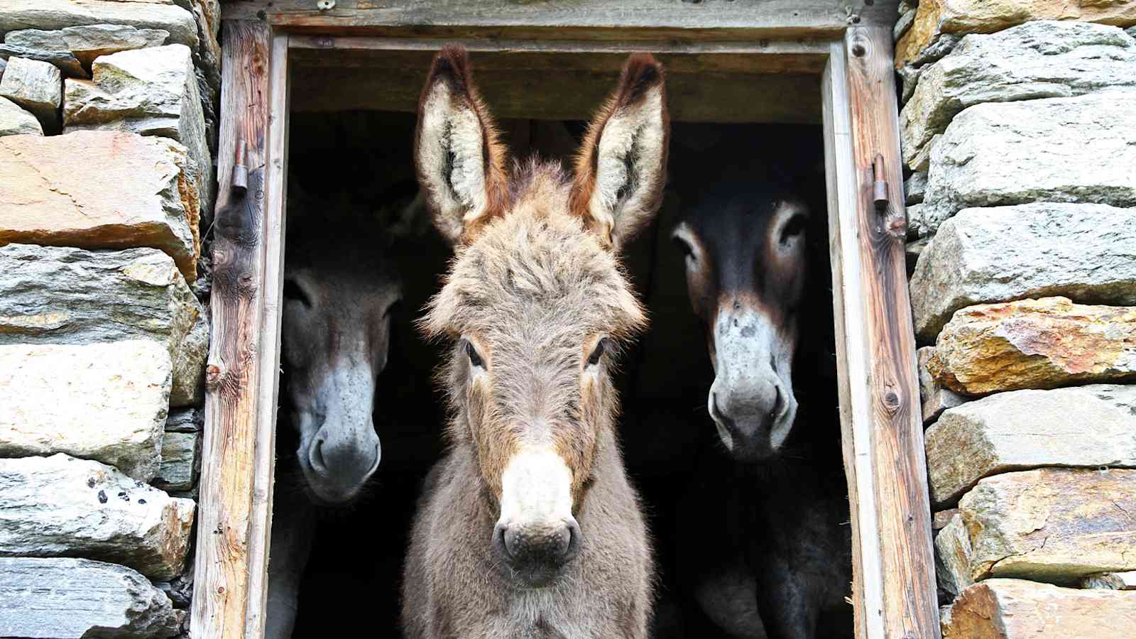 Esel in den italienischen Walliser Alpen