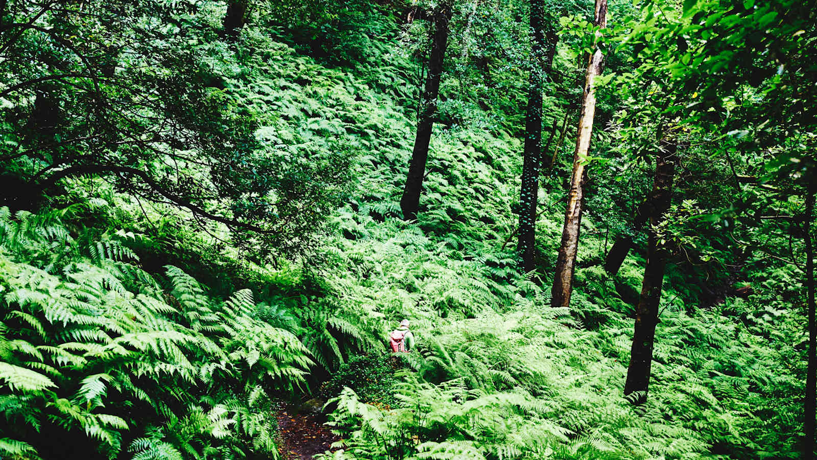 Lorbeerwald auf La Palma