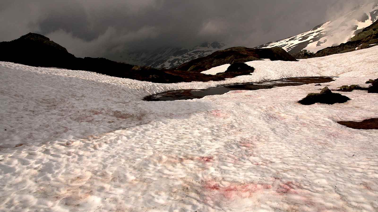 Rote Schneealgen am Simplonpass (2.130 m) in den Walliser Alpen