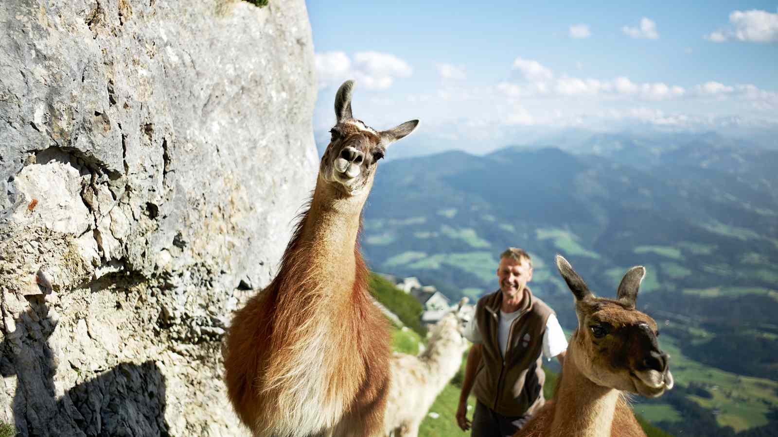 Lamas auf der Werfener Hütte im Salzburger Tennengebirge