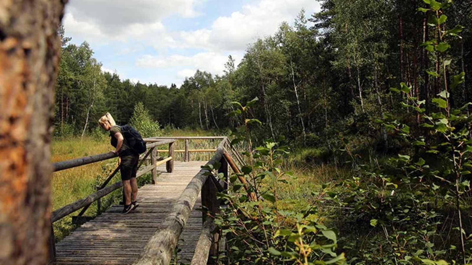 Der sogenannte „Prügelsteg“ im Naturpark Hochmoor Schrems bietet tiefe Einblicke in die einzigartige Flora und Fauna der Moorlandschaft. 