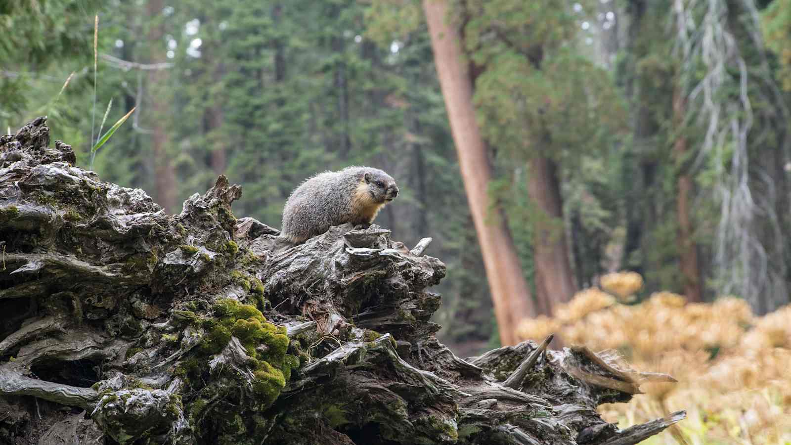 Mammutbäume Kalifornien Sierra Nevada